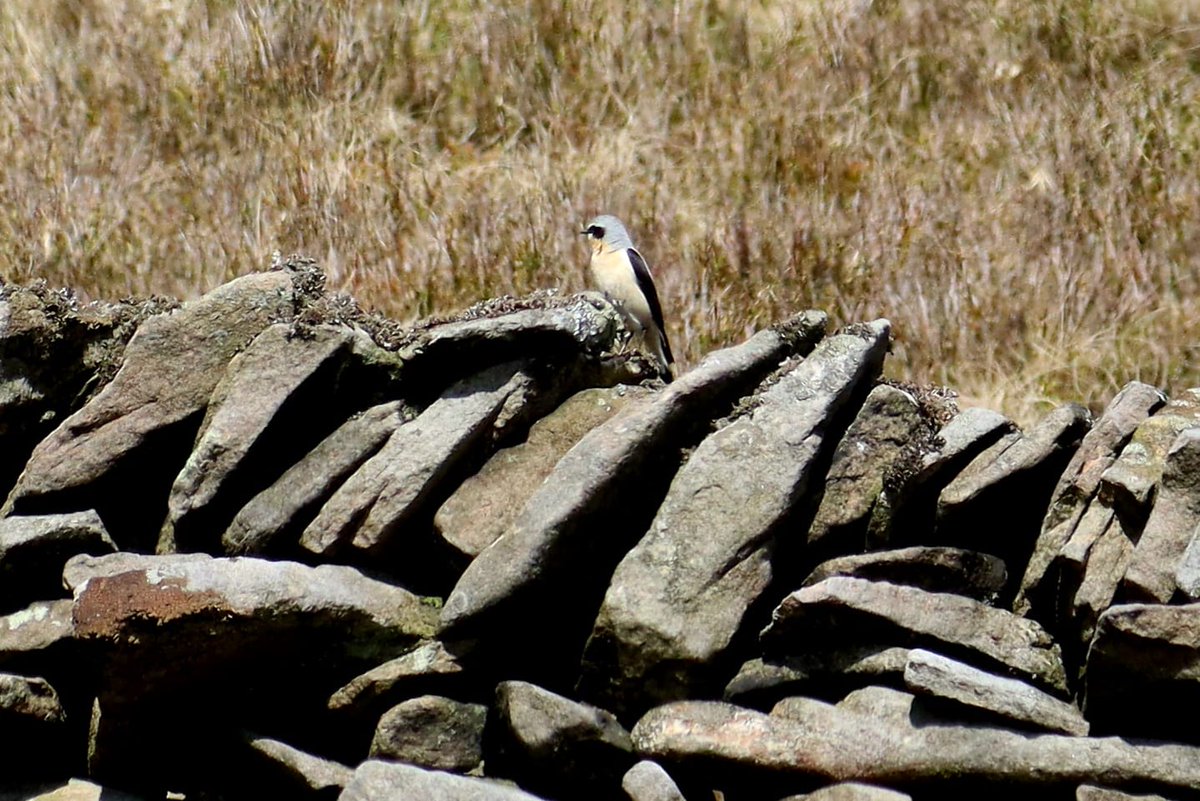 A lovely morning in the hills around Macc Forest..Danebower no Ouzels but Wheatear and Stonechat, 4sp of Raptor, 2 rather showy Red grouse traversing the Ches/Derby border Redstart, H Martins Bottoms Pied Fly Trentabank Common Sand Ridgegate Res's all new for the year