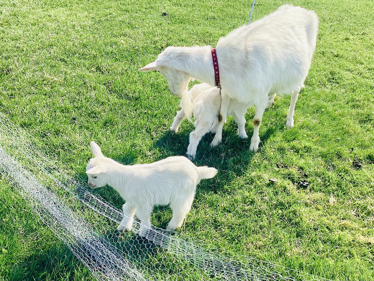 ゆめうさぎ tweet media