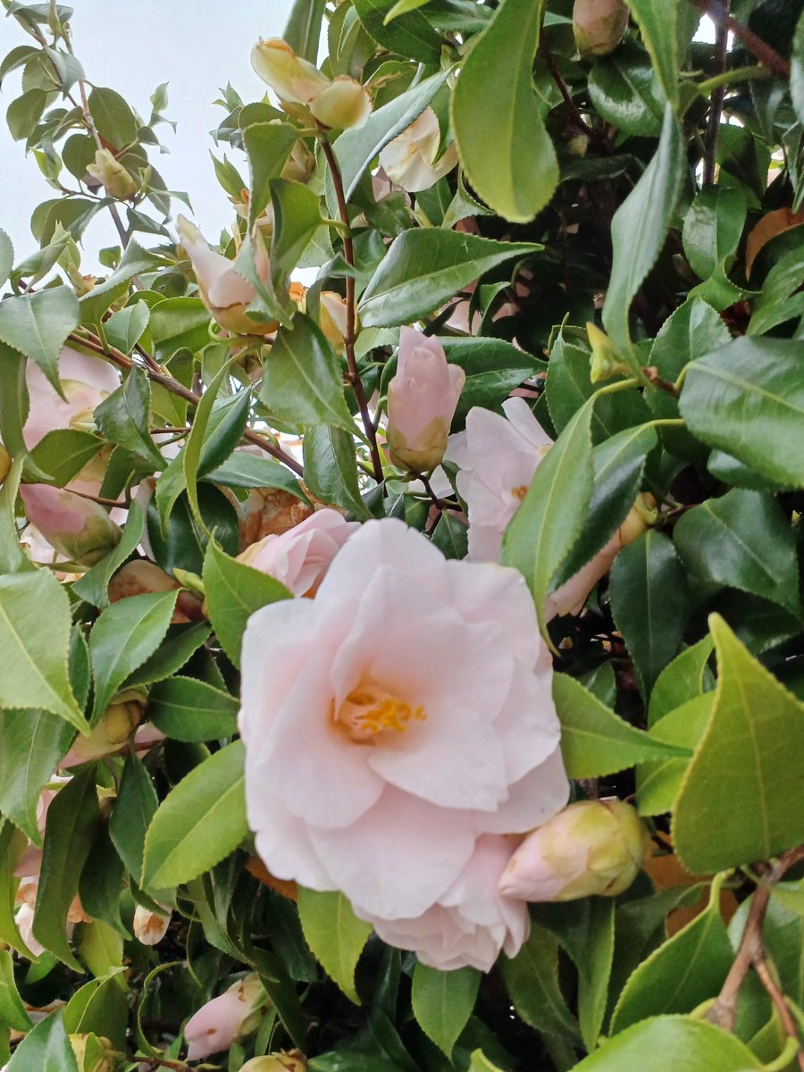 蓮ママ tweet media