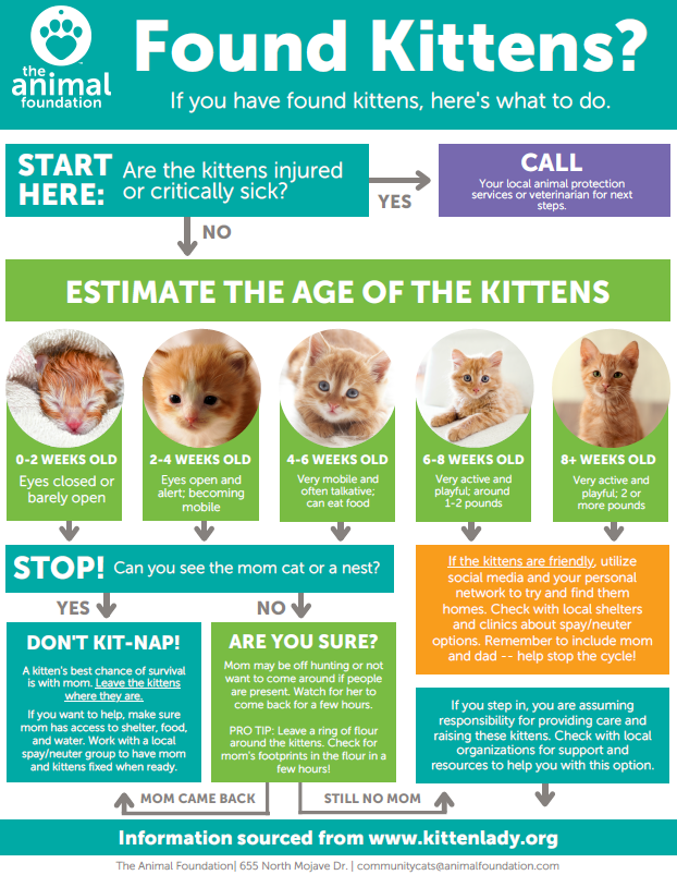 CommishMcCurdy's tweet image. Found kittens? 🐾 Before you scoop them up, make sure you know what to do! Mom might be nearby and is their best chance at survival. Check out this quick guide to help keep kittens safe and thriving.  #CommunityCare #AnimalSafety #KittenSeason