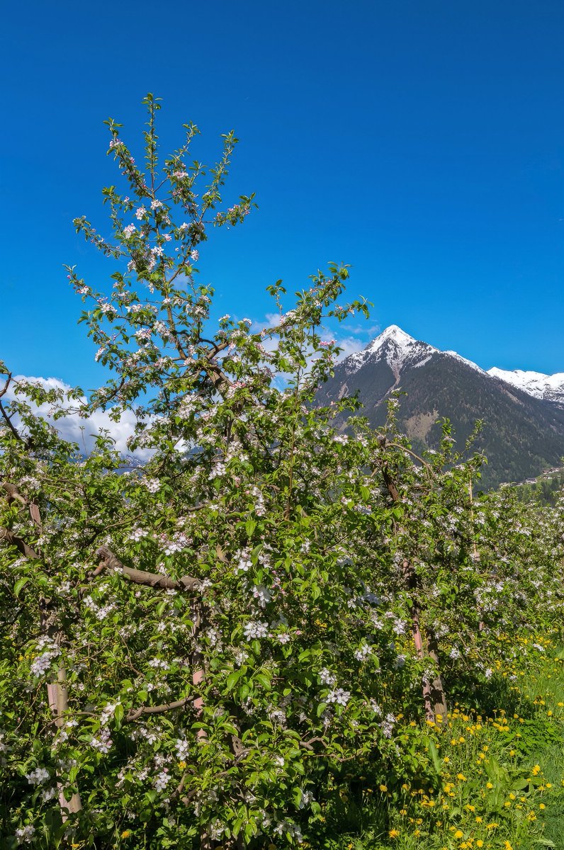 throneandvine's tweet photo. Late April in South Tyrol feels like two seasons sharing the same table. The mountains still groan under snow ❄️ while the apple trees below break into velvet bloom. 🌸 If you like hiking with a punch of contrast and wild drama, Merano's trails right now are hard to beat.🏔️ https://t.co/SUExzSE450