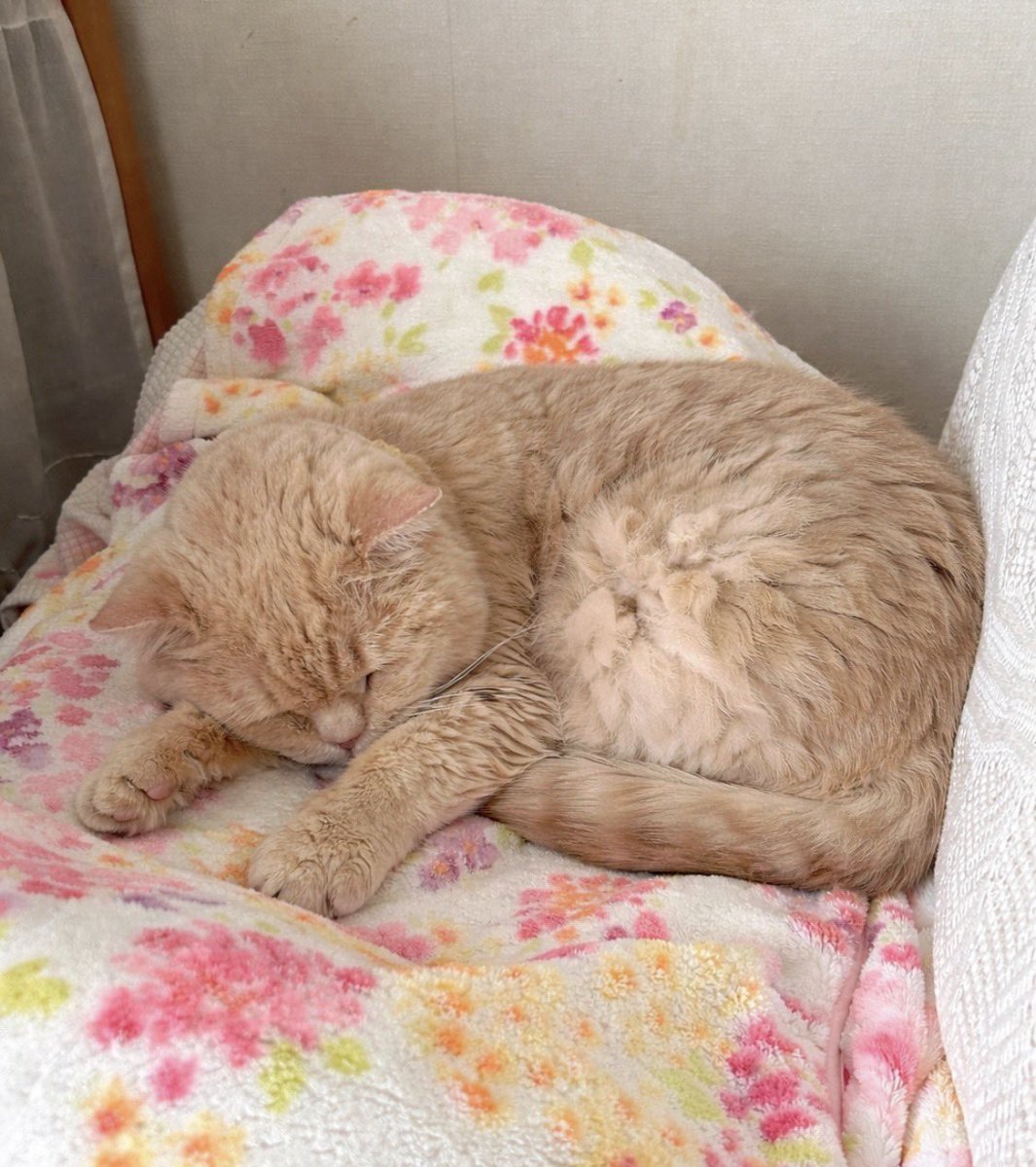 ギャラが tweet media