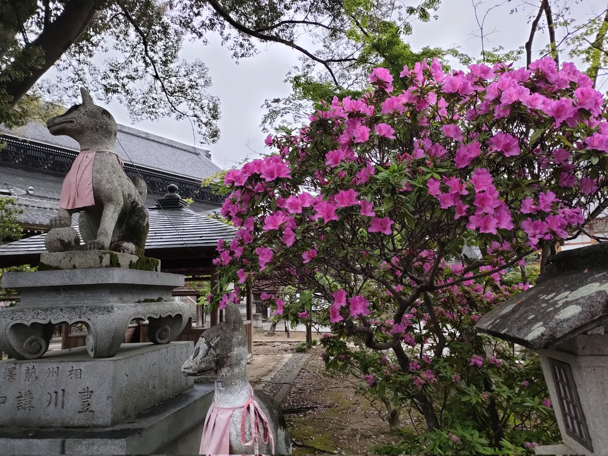 つよぽん tweet media