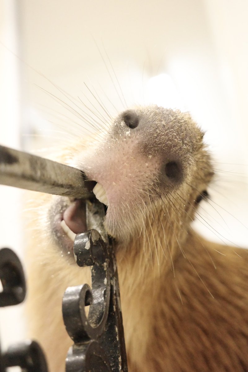 鼻ピン！！！！！
いただきました！！！！📷💥

#カピバラ #capybara #アニタッチ #アニタッチ東京ドームシティ