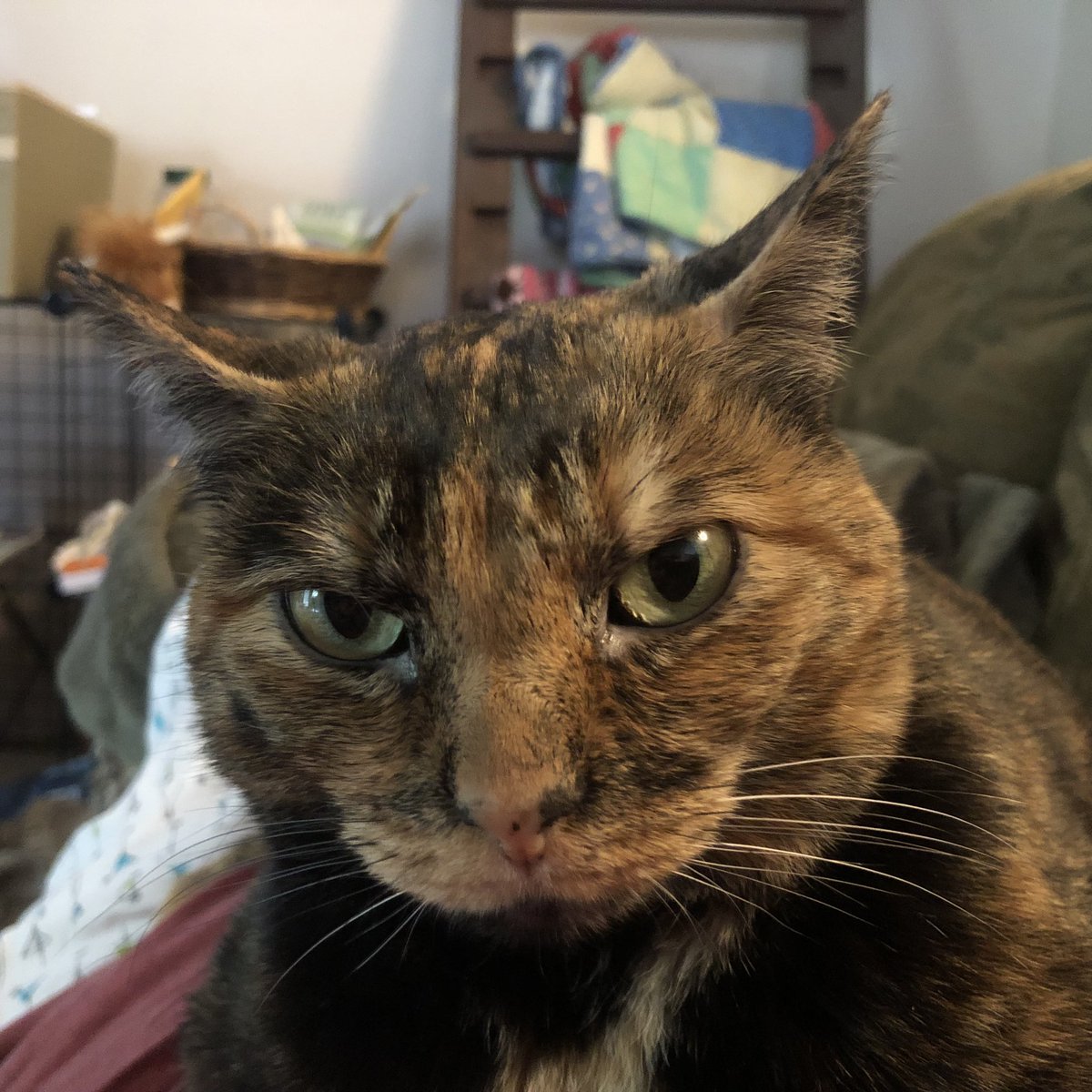 Spicy Chai tweet media