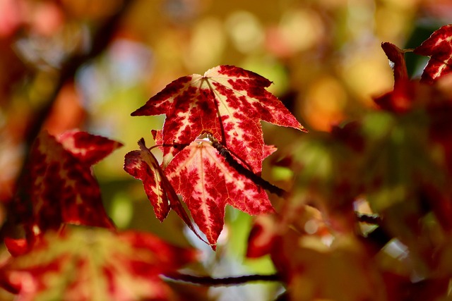 Kathleen Mathis tweet media