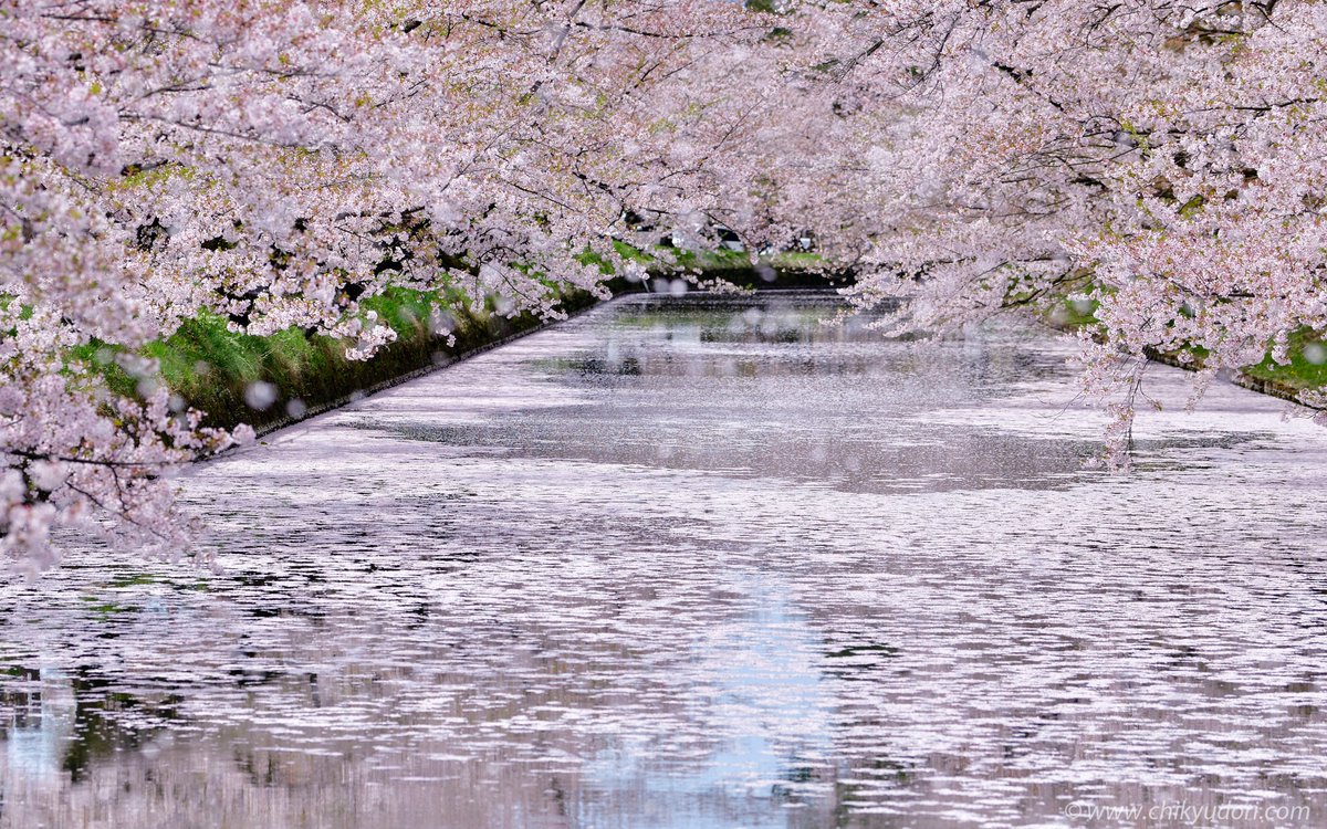 ✿「風 Ⅴ」✿ tweet media