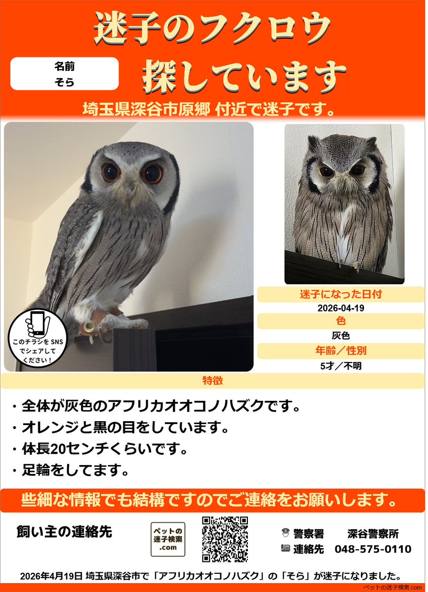 フクロウ迷子そらさん tweet media