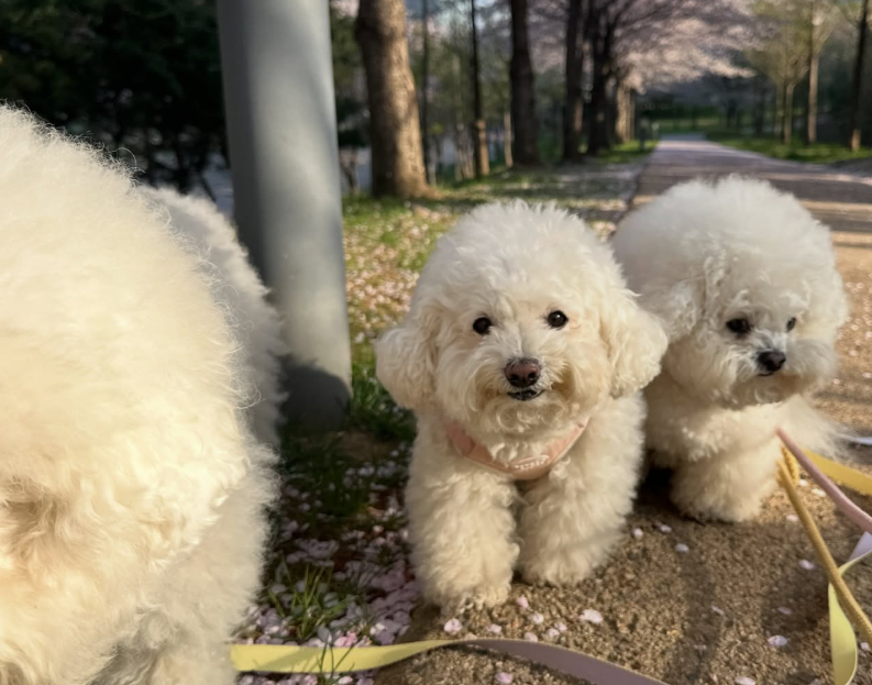 Biscuit Wife 𓅃 tweet media