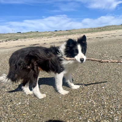 Archie Dog aka Tefryn Chase the Dream 🐶🐾💙 tweet media