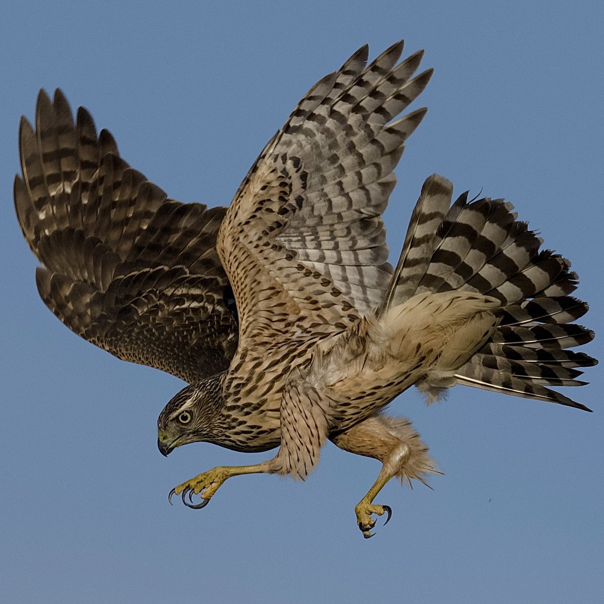 KonchuTo's tweet image. おはようございます。

#これソニーで撮りました
#sonyalpha #オオタカ