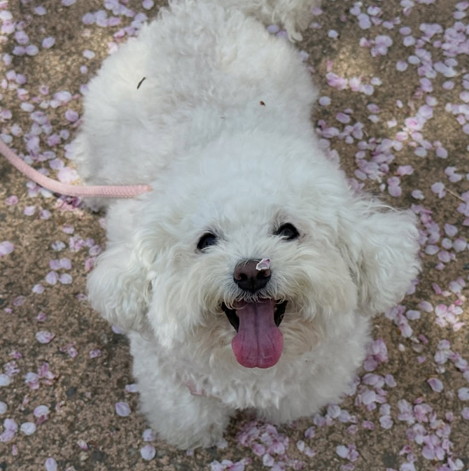 Biscuit Wife 𓅃 tweet media