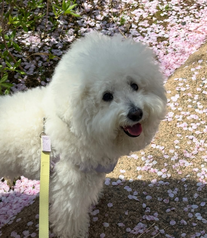 Biscuit Wife 𓅃 tweet media