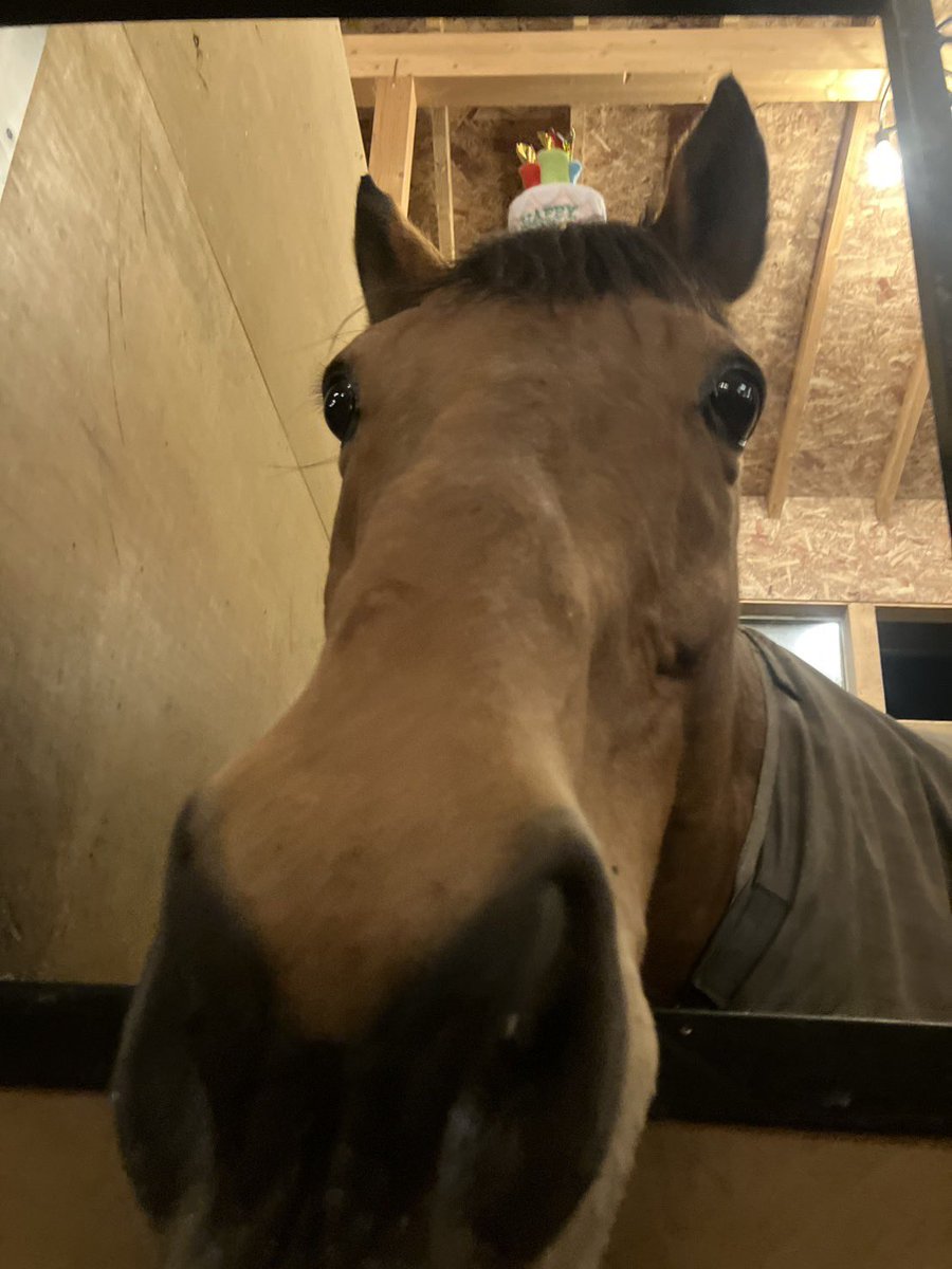 Yogiboヴェルサイユリゾートファーム tweet media