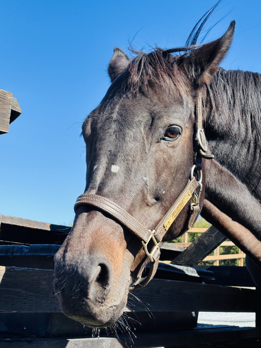 Yogiboヴェルサイユリゾートファーム tweet media