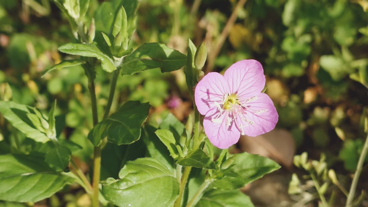 風が強くて
帽子飛ばされそう😆🧢
八重桜の花びらが地面でくるくる🌀

ジャスミンいい香り〜😚
アジサイのつぼみ大きくなってきた
夕化粧も咲いてるよ🩷

おはようございます
よい一日になりますように🍀

#板橋の春