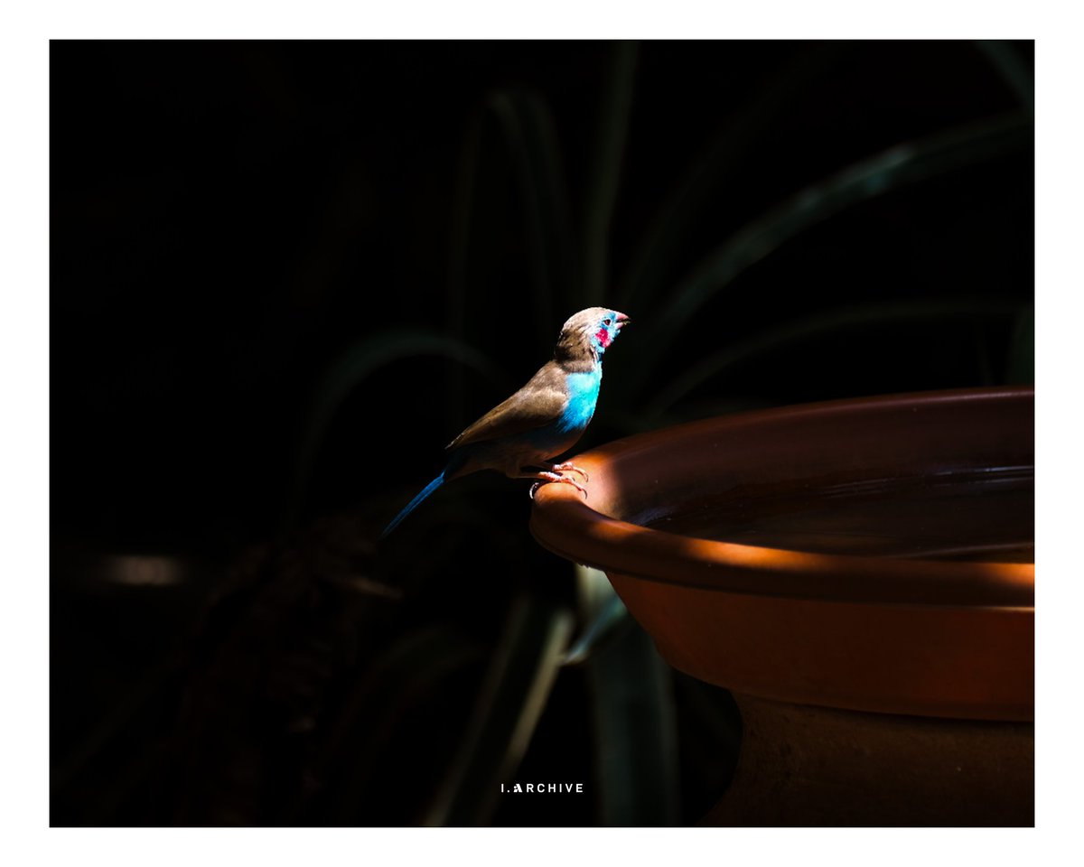 Got this shot of a Red-cheeked Cordon-bleu about to take a sip and a short bath. The light hit it just right.