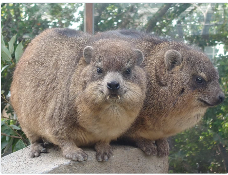 Adam LQ-84i #EGOISTA tweet media