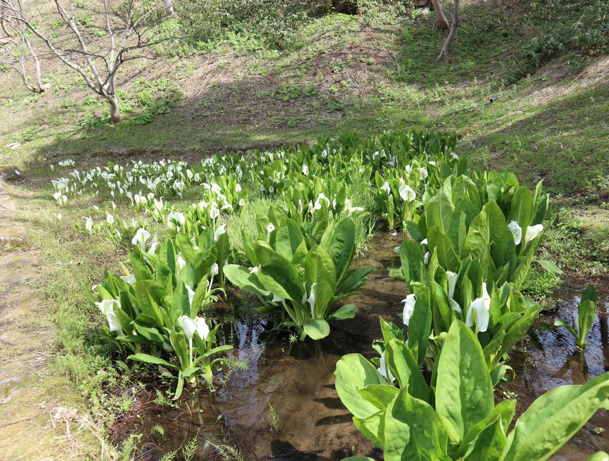 のんこ tweet media