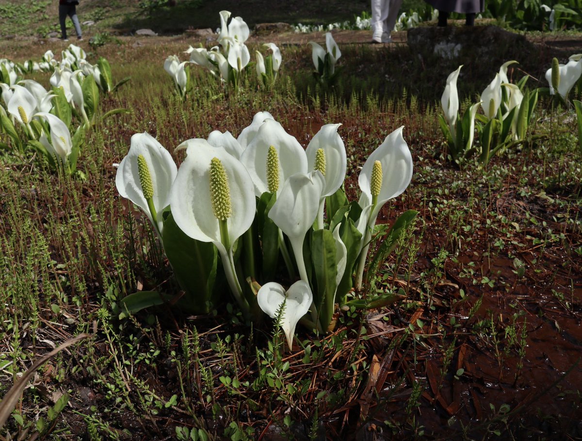 のんこ tweet media