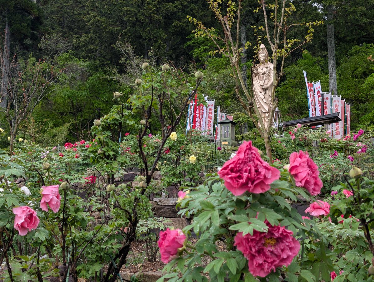 桂昌寺ぼたん園 tweet media