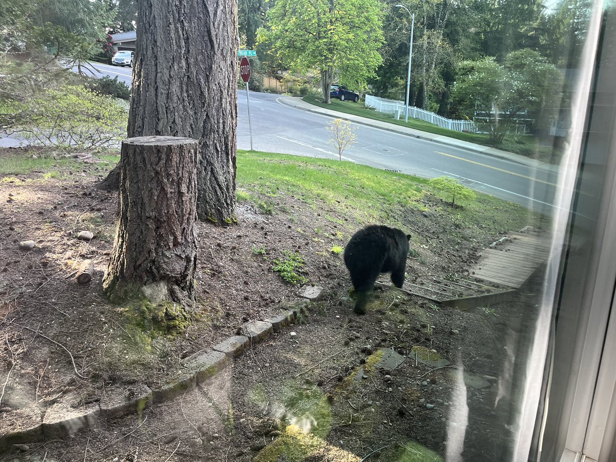 The name of my street is “Big Bear” so having one outside the window tracks.