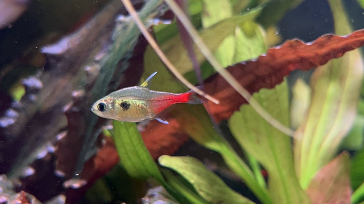 アンビシャス tweet media