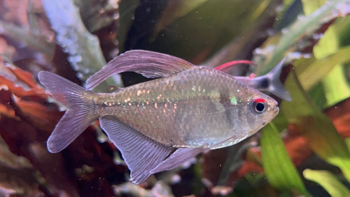 アンビシャス tweet media