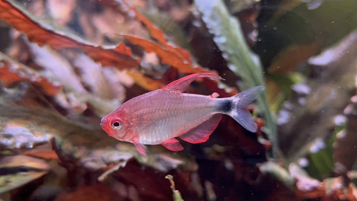 アンビシャス tweet media