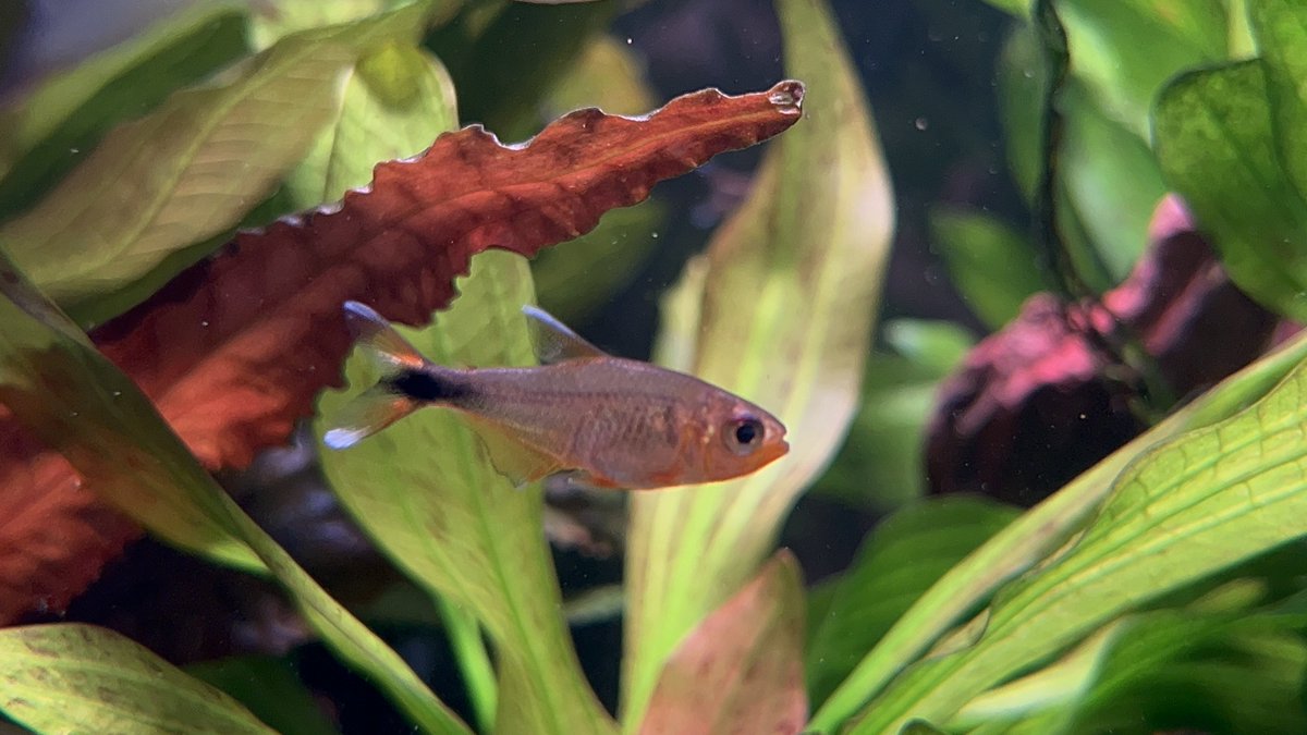 アンビシャス tweet media