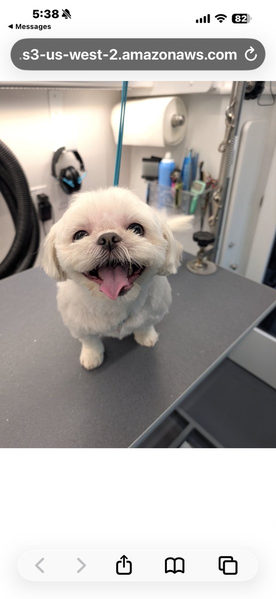 Violet77978311's tweet image. Pals, they done done it. They took my fluffs. And my toes. And did unSPEAKABLE things with a finger. Luckily I was saved the indignity of a bandanna (only cause she said she doesn’t do potatos &amp;amp; I was too small!) mom’s gonna get it, you wait old lady #DogBath #dogsoftwitter