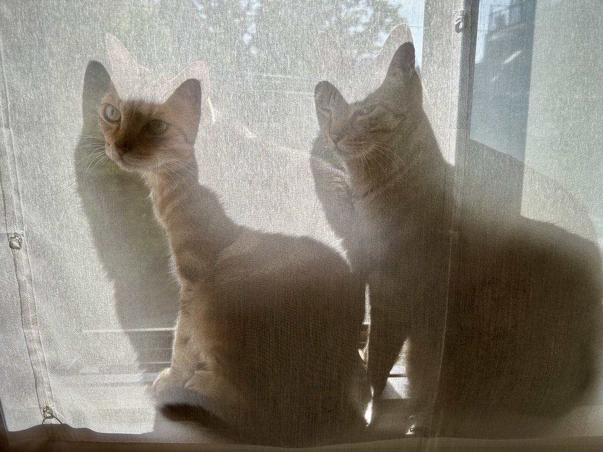 岩合光昭 tweet media