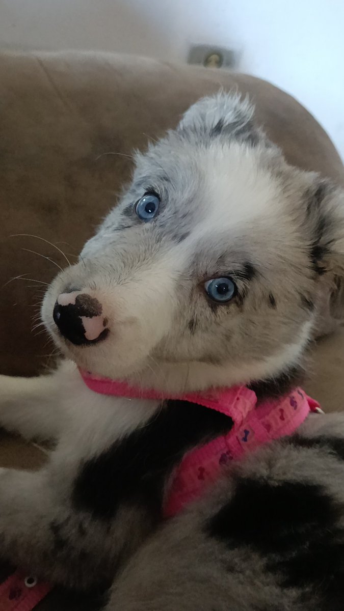 grazi st james tweet media