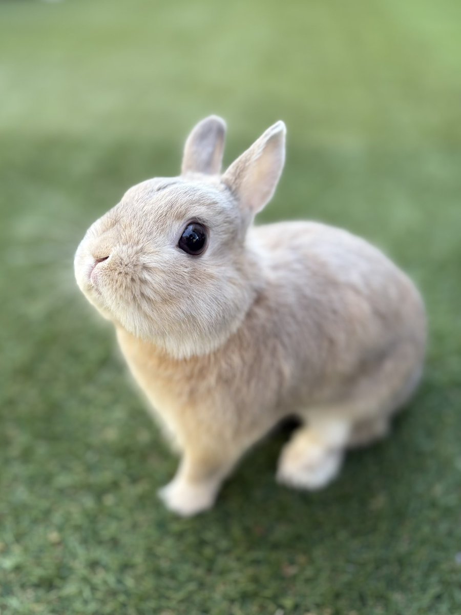 うさぎのもか tweet media