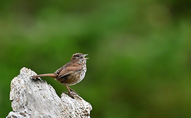 Lloyd Young tweet media