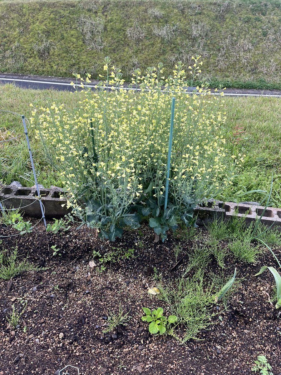 hitton16jp's tweet photo. ブロッコリー満開🥦🤣
いつの間に雑草もたくさん。

草取りしないと https://t.co/kfXMBjH1X5