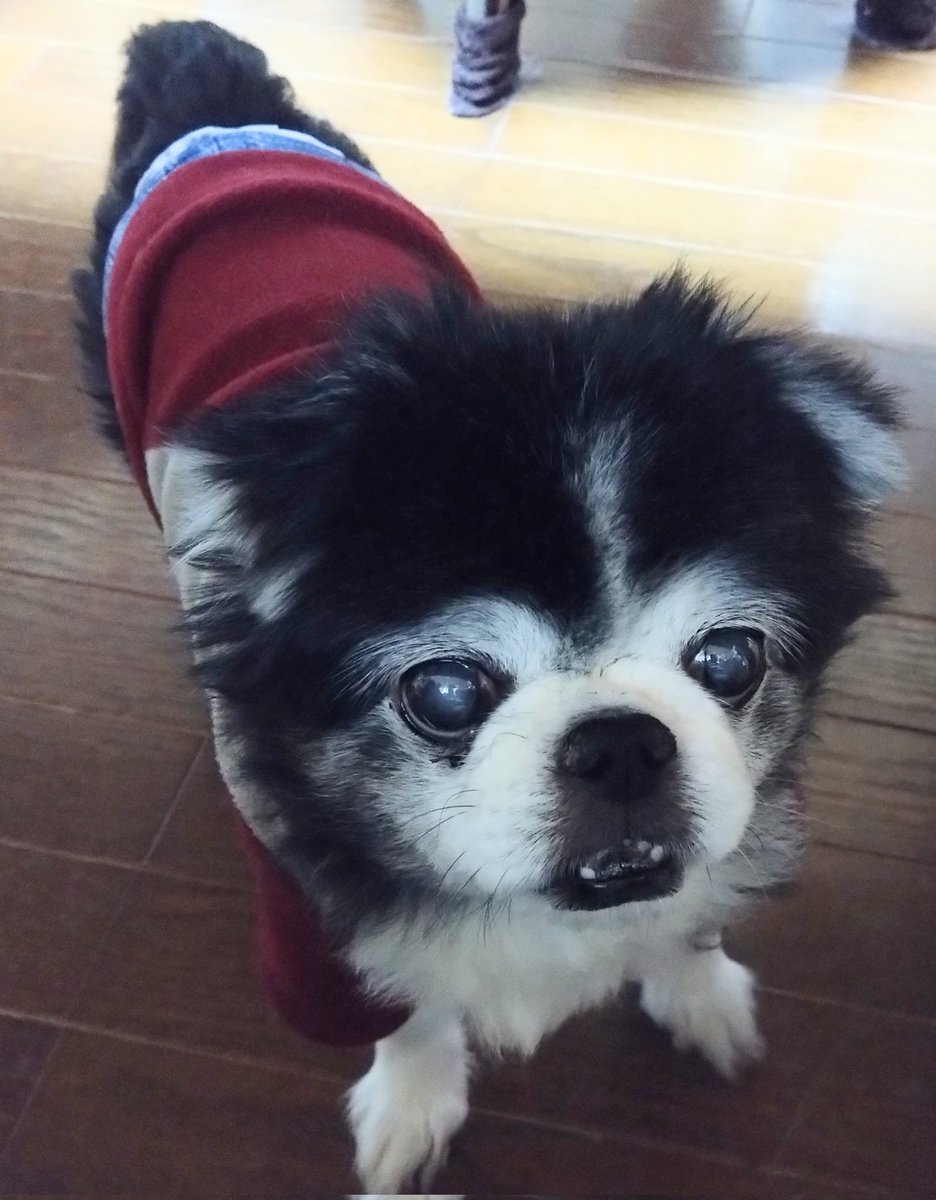 じぃじ tweet media