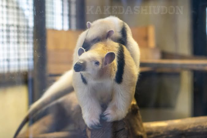 ミナミコアリクイの赤ちゃんの成長は早い
みんな今のうちに会いに来てね

📷20260411 野毛山動物園 ミナミコアリクイ