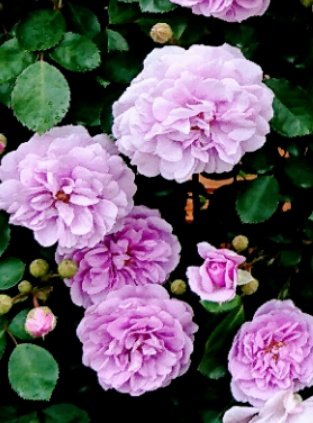 まい🌸🌸自分らしく✨ tweet media