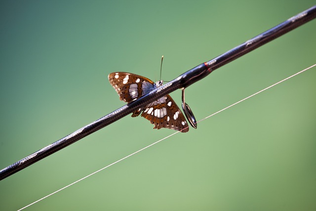 Marcus Nelson tweet media