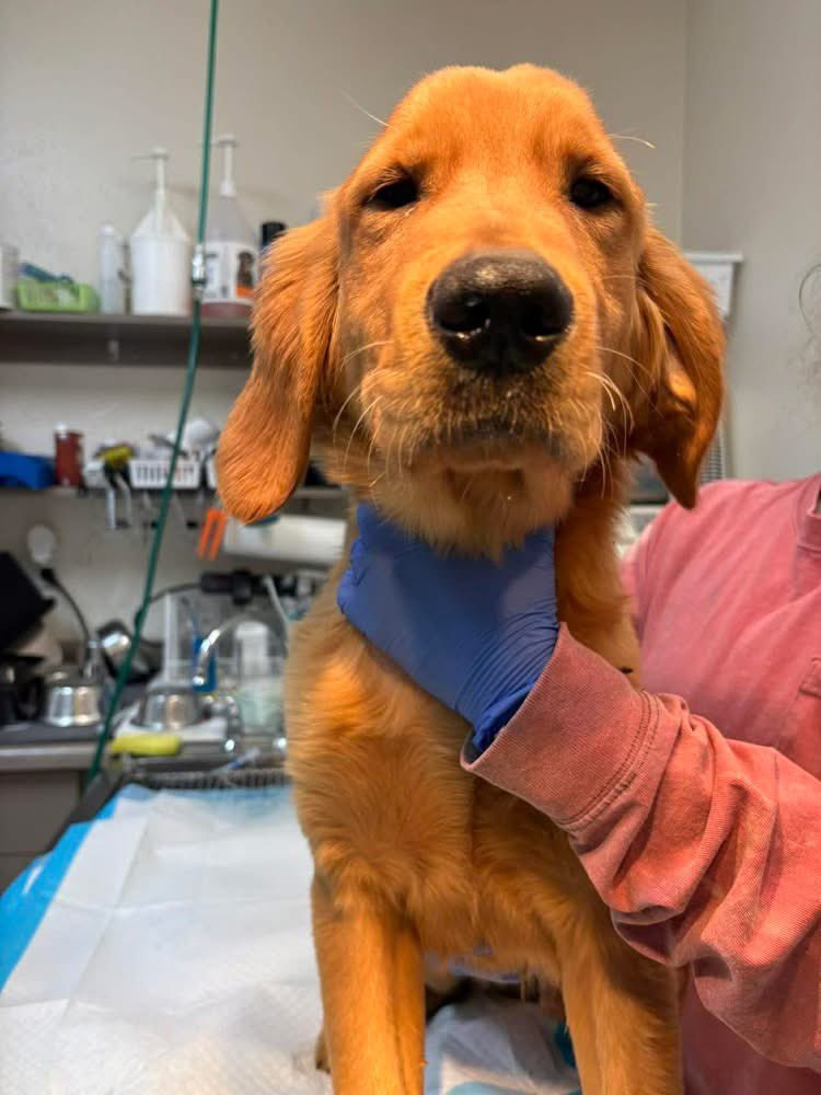 Hounds in Pounds tweet media