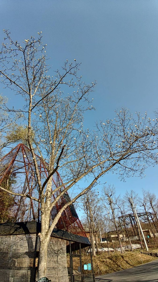 旭川市旭山動物園［公式］ tweet media