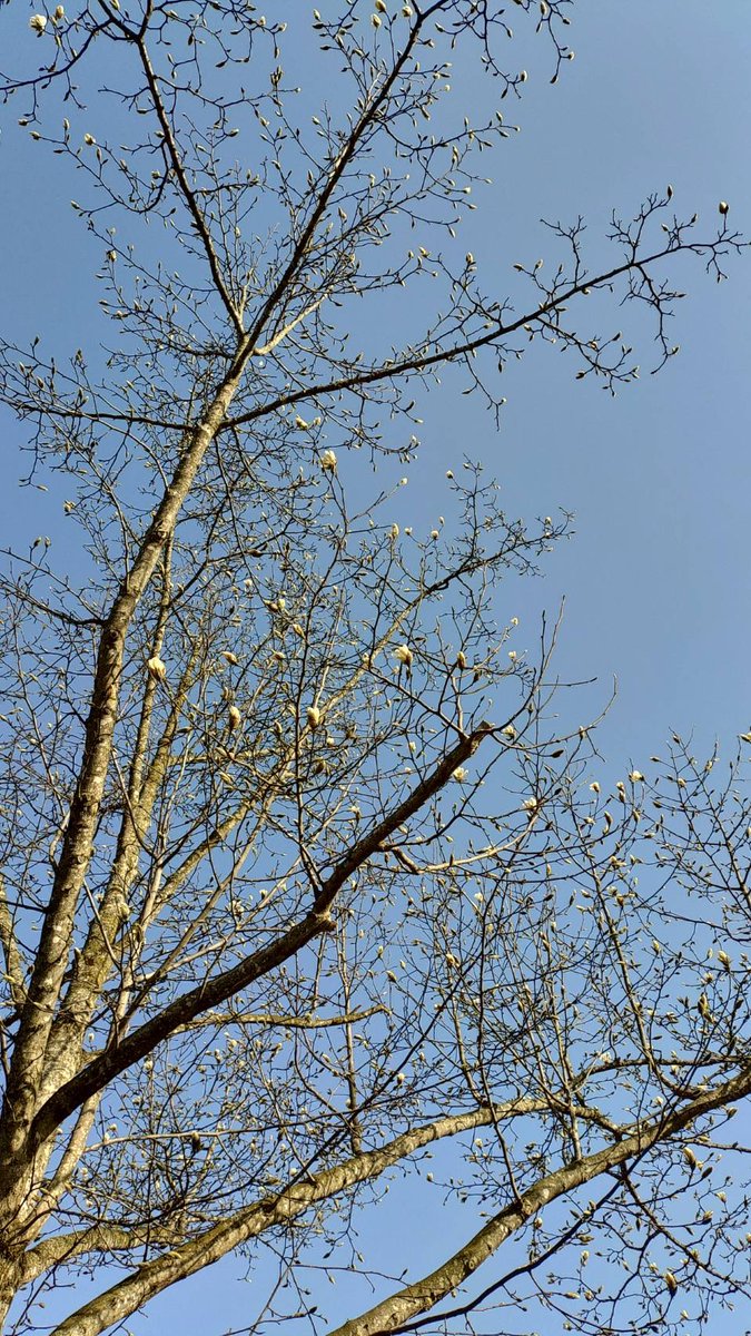 旭川市旭山動物園［公式］ tweet media