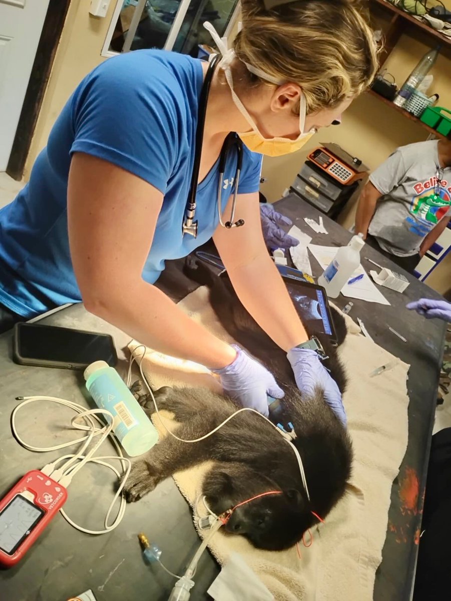 The Belize Zoo and Tropical Education Center tweet media