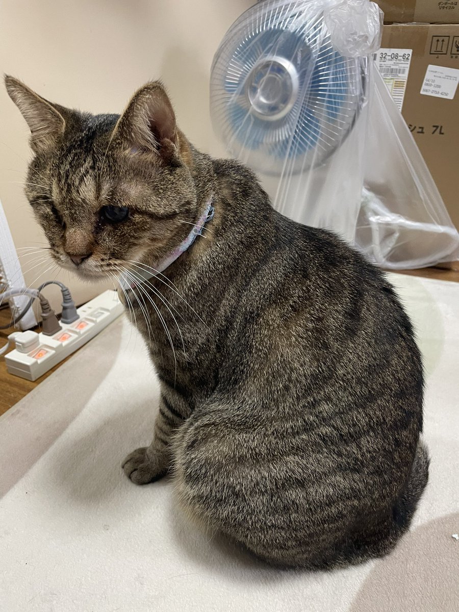 みけ（7/19弾丸parfait） tweet media