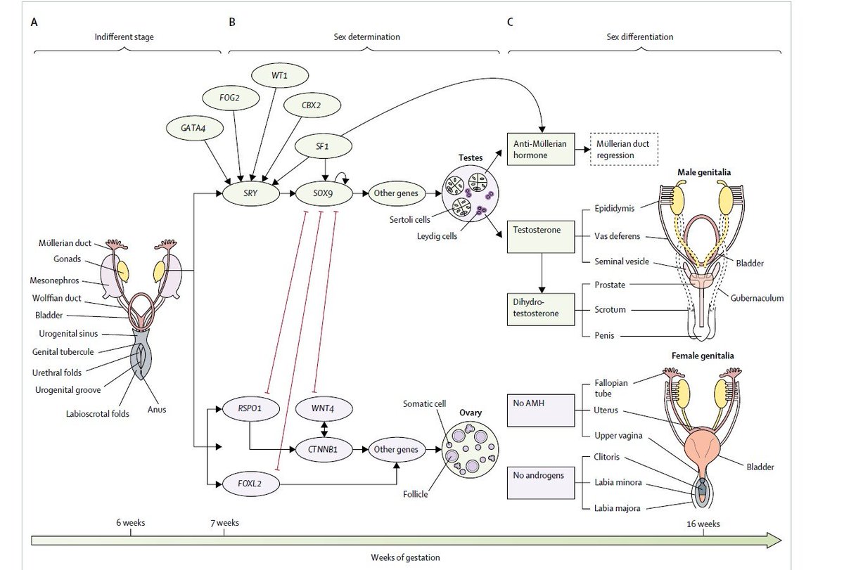 Supernova tweet media