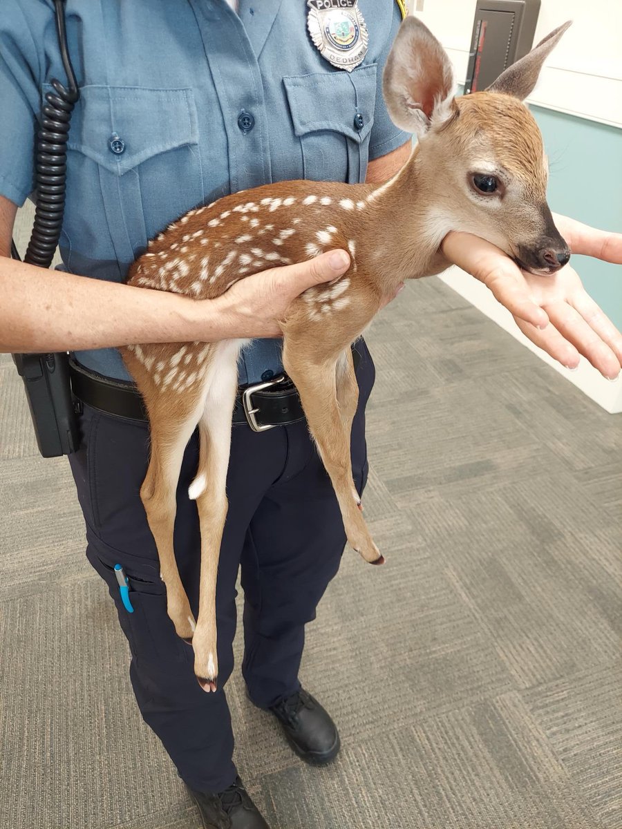 daily bambichael tweet media