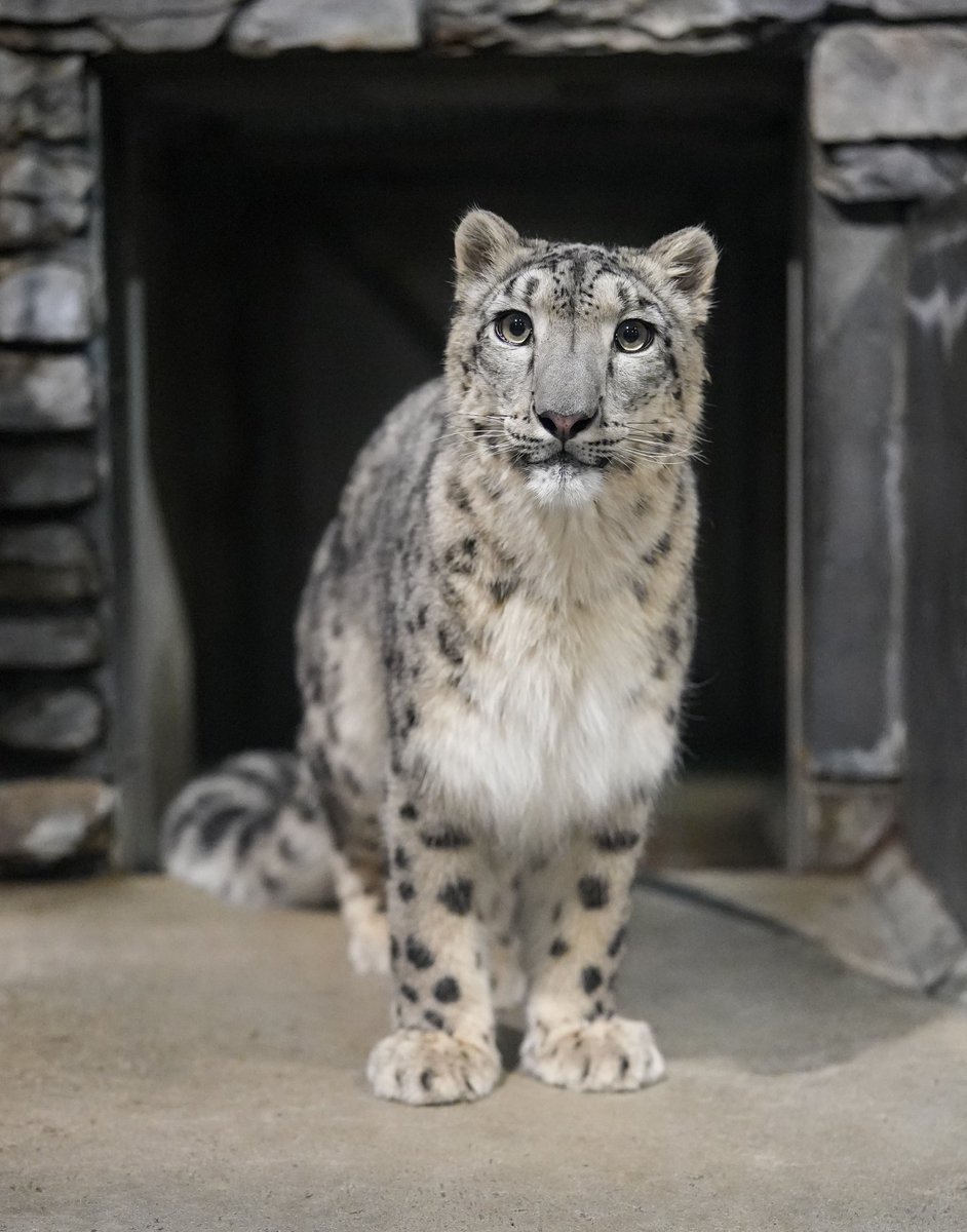 black03_white03's tweet photo. 可愛い☺️
⁡
#いしかわ動物園 #ユキヒョウ  #ヒメル
📷251129 https://t.co/jb4TFDKX8l
