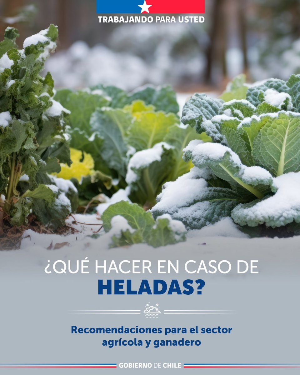 Ministerio de Agricultura de Chile 🇨🇱 tweet media