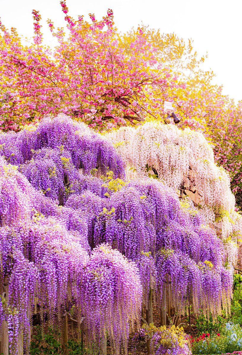 ハスカップ07 tweet media